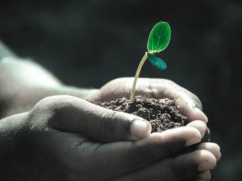 Toute la germination expliquée aux enfants